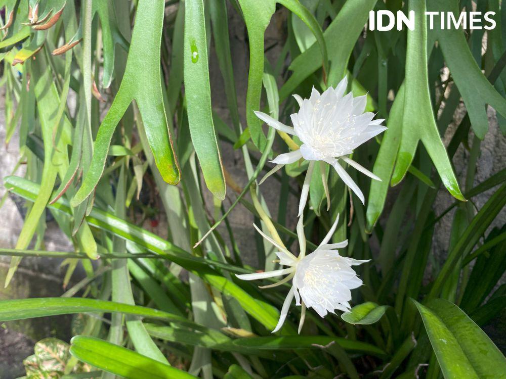 8 Inspirasi Ucapan Hari Raya Nyepi Bahasa Inggris