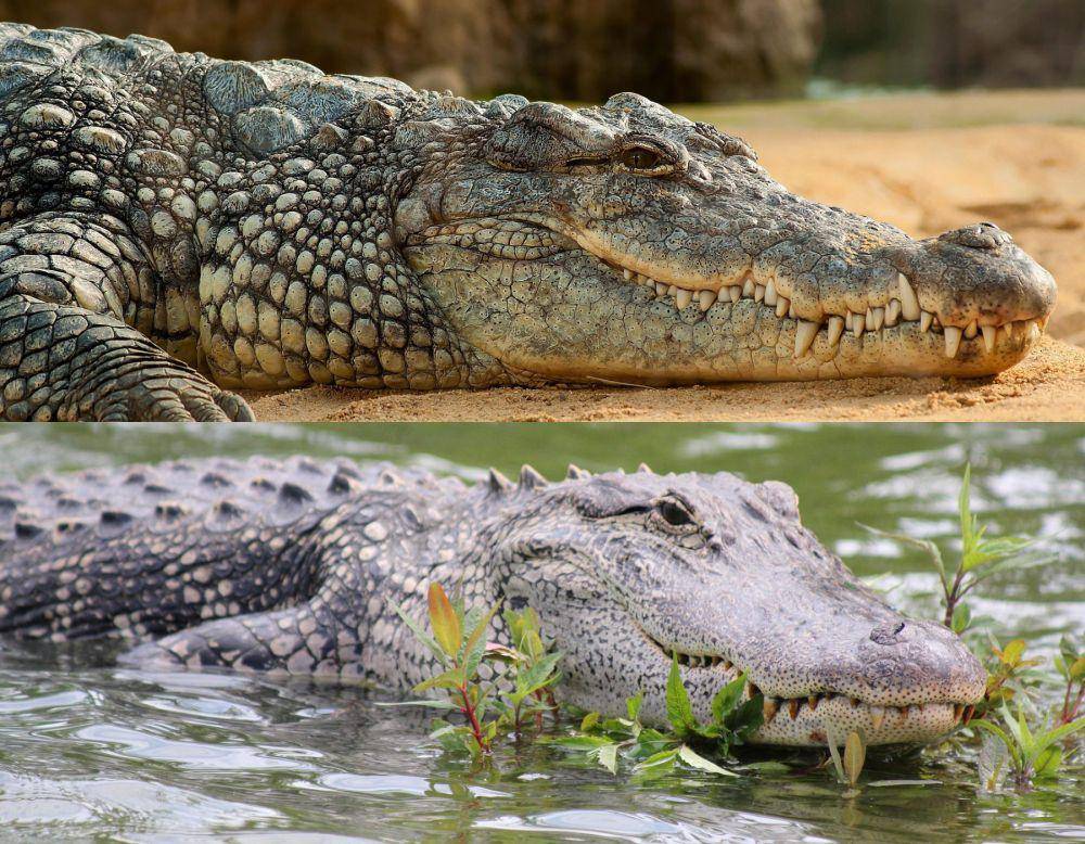 perbedaan moncong crocodile dan alligator (pixabay.com/miniformat65 | pixabay.com/sjones68)