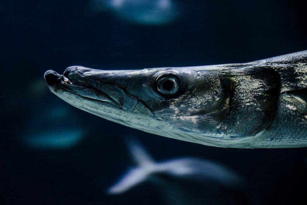 ikan barakuda (pexels.com/Andrea Acanfora)
