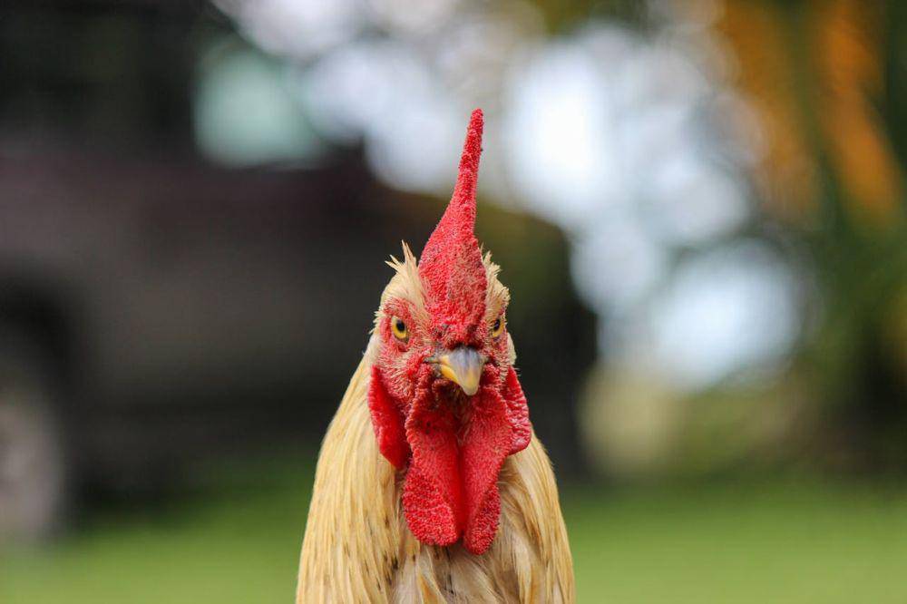 ilustrasi ayam jantan (pexels.com/Leonardo Jarro)