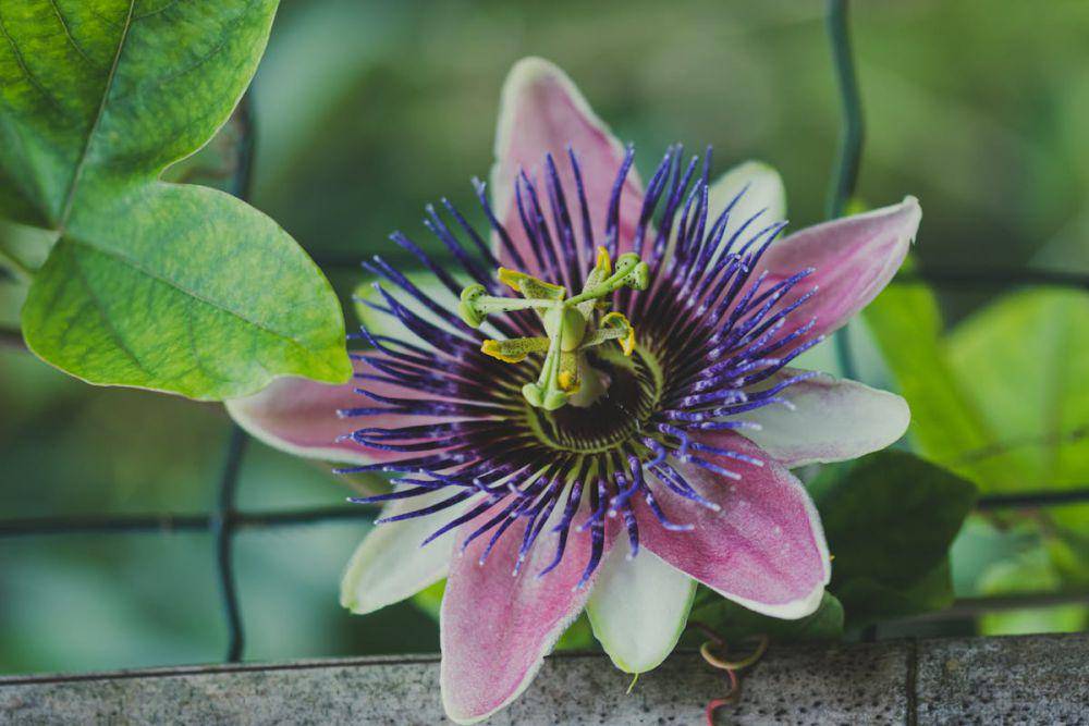 ilustrasi passiflora (pexels.com/Ylanite Koppens)