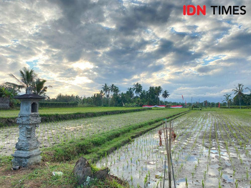 Ilustrasi sawah (IDN Times/Yuko Utami)