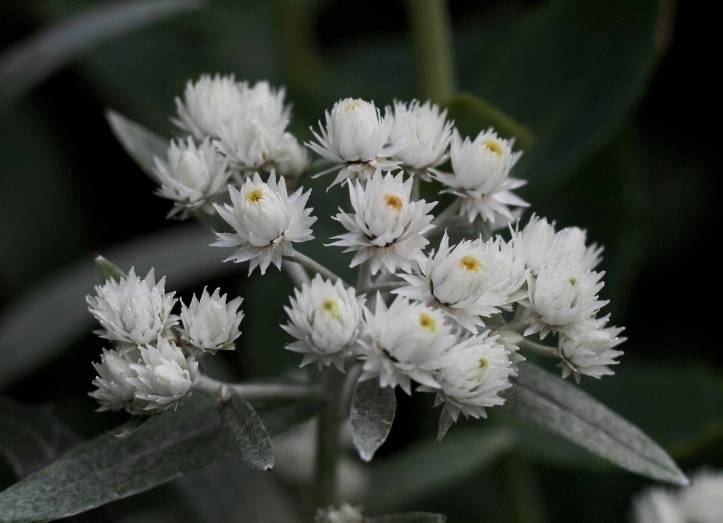 ilustrasi edelweiss (pixabay.com/Sonja-Kalee)
