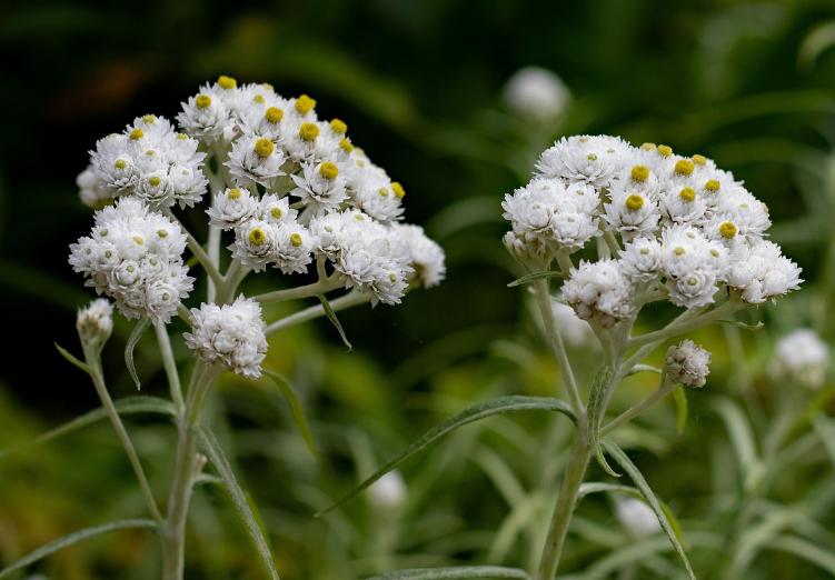 5 Fakta Menarik tentang Bunga Edelweiss, Si Abadi yang Legendaris
