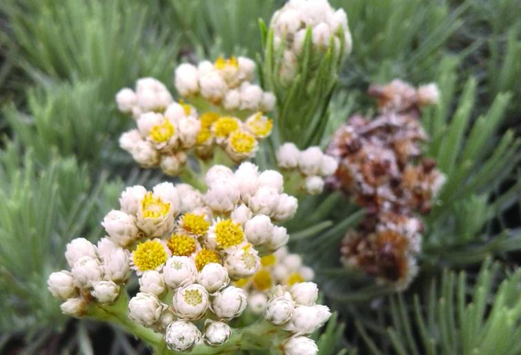 ilustrasi edelweiss (pixabay.com/Heysoe)