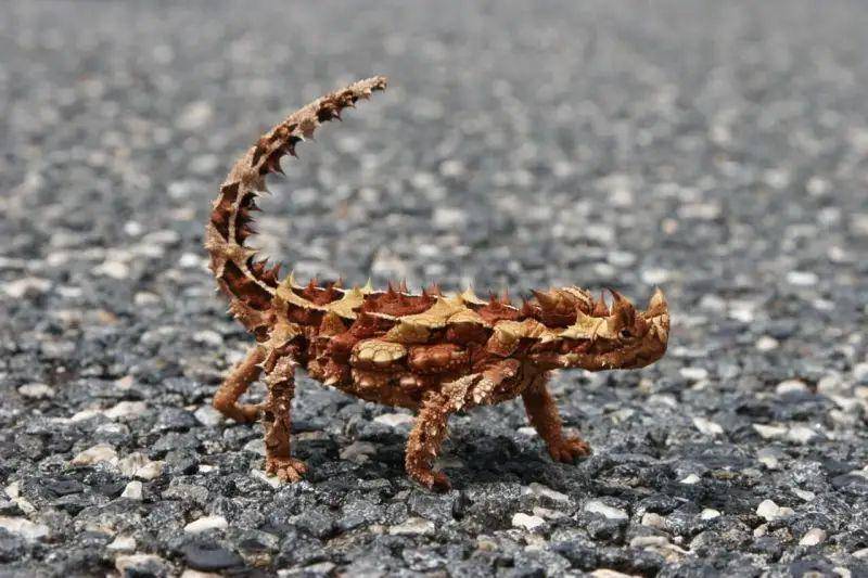 thorny devil (animalia.bio/Steve Shattuck)