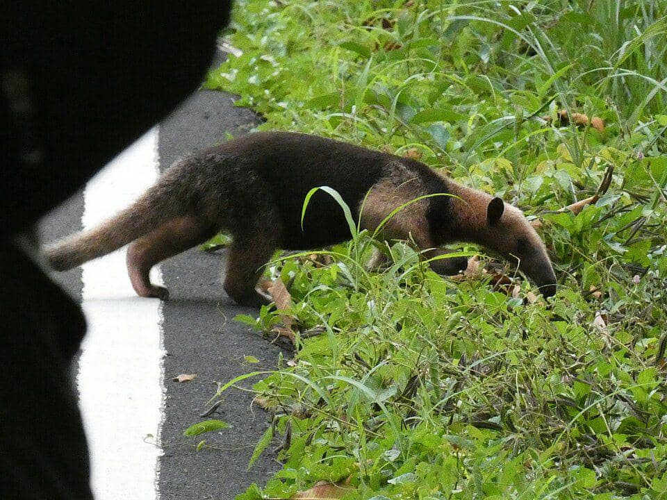Tamandua utara tak jarang jadi korban tabrak lari seiring dengan makin bersinggungannya habitat mereka dengan pemukiman manusia. (commons.wikimedia.org/Kai Squires)