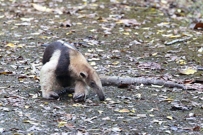 seekor tamandua utara yang sedang berjalan (commons.wikimedia.org/Brooke Smith)