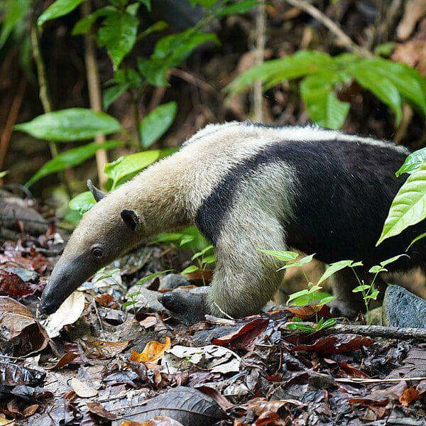Tamandua utara dapat dengan mudah beradaptasi dengan berbagai jenis hutan selama ada pohon tinggi. (commons.wikimedia.org/Daniel S. Katz)