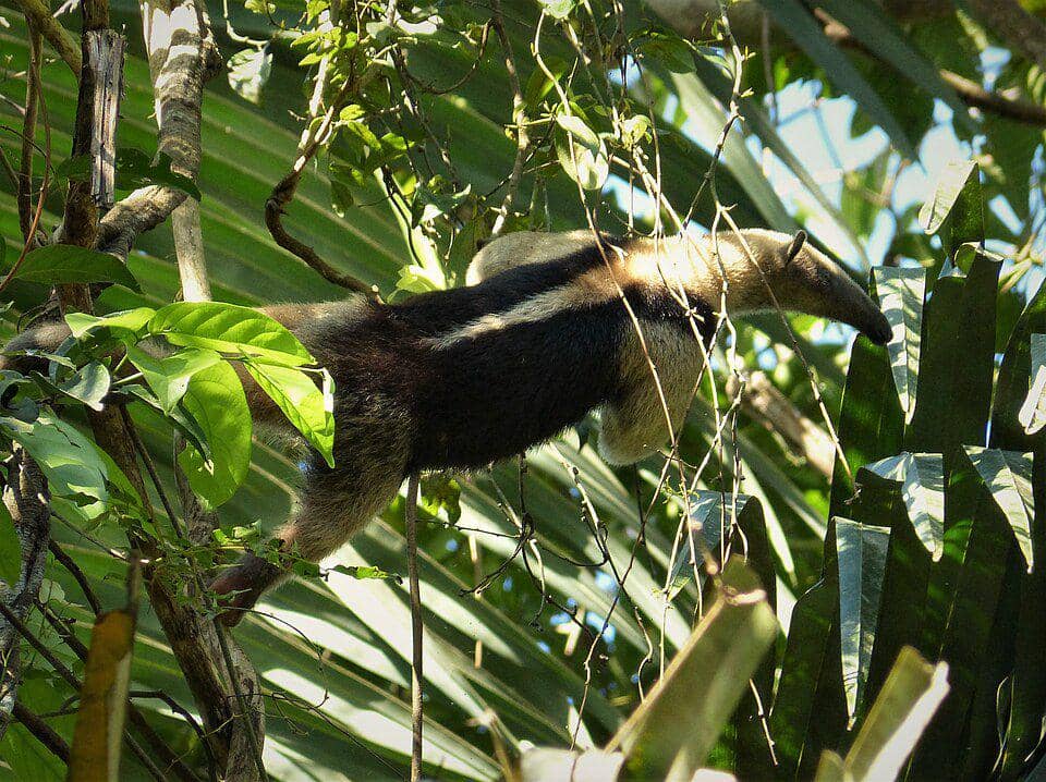 tamandua utara yang sedang menggunakan ekor prehensil mereka (commons.wikimedia.org/gailhampshire)