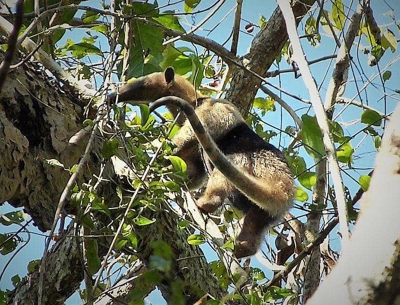 seekor tamandua utara yang sedang mencari makan (commons.wikimedia.org/gailhampshire)