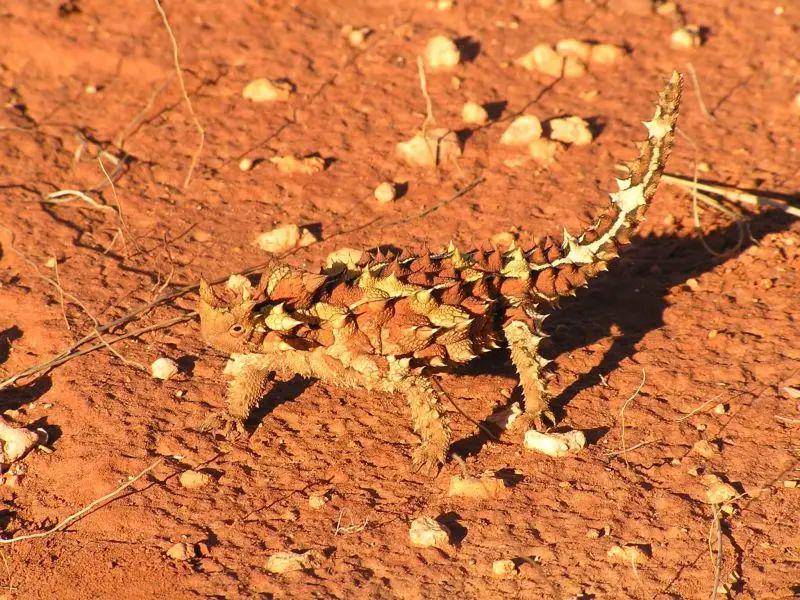 thorny devil (animalia.bio/ogwen