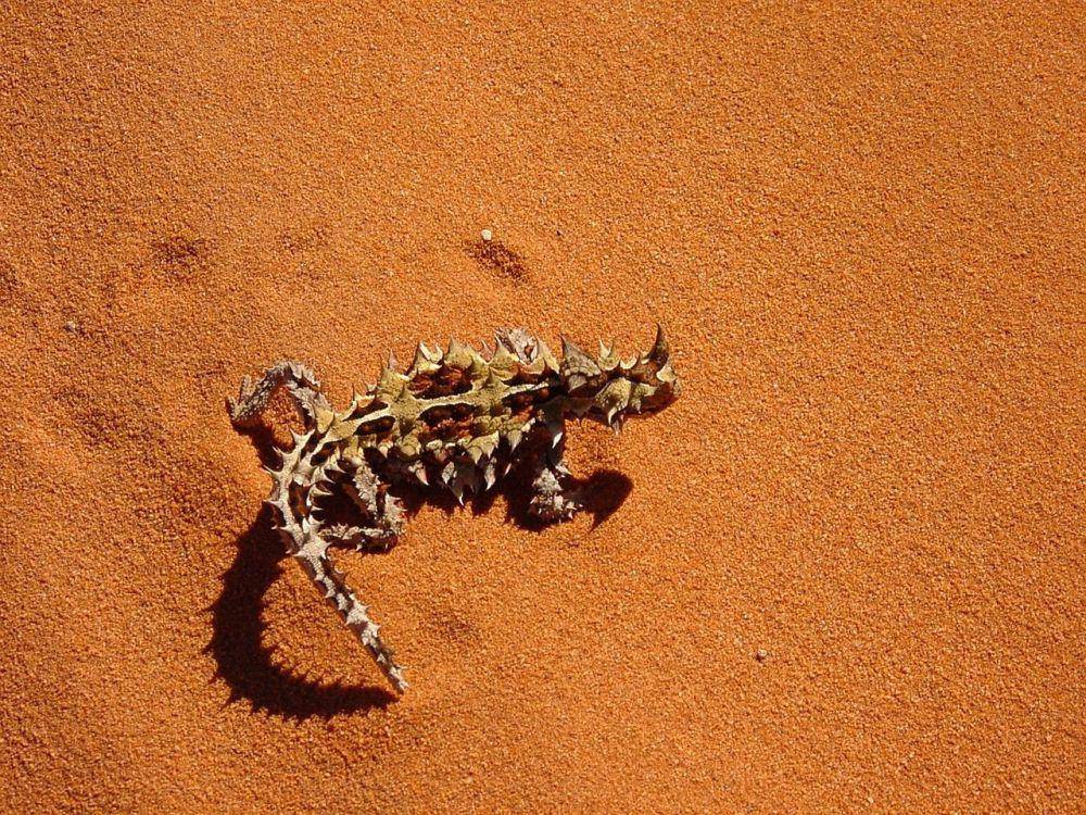 thorny devil (pixabay.com/PublicDomainImages)