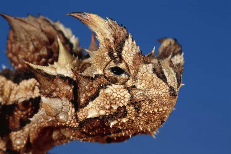 thorny devil (thoughtco.com/Theo Allofs)