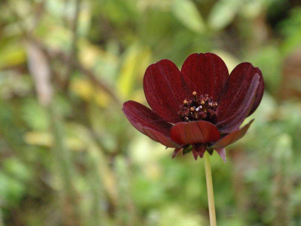 ilustrasi bunga chocolate cosmos (commons.wikimedia/Amanda Slater)