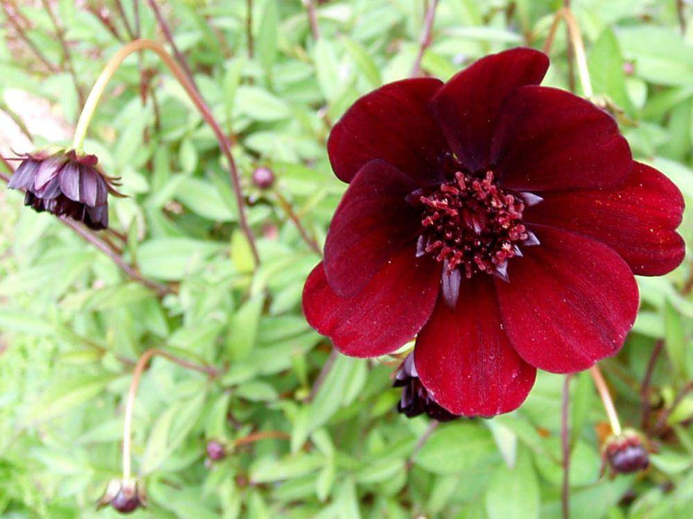 ilustrasi bunga chocolate cosmos (commons.wikimedia/Amanda Slater)