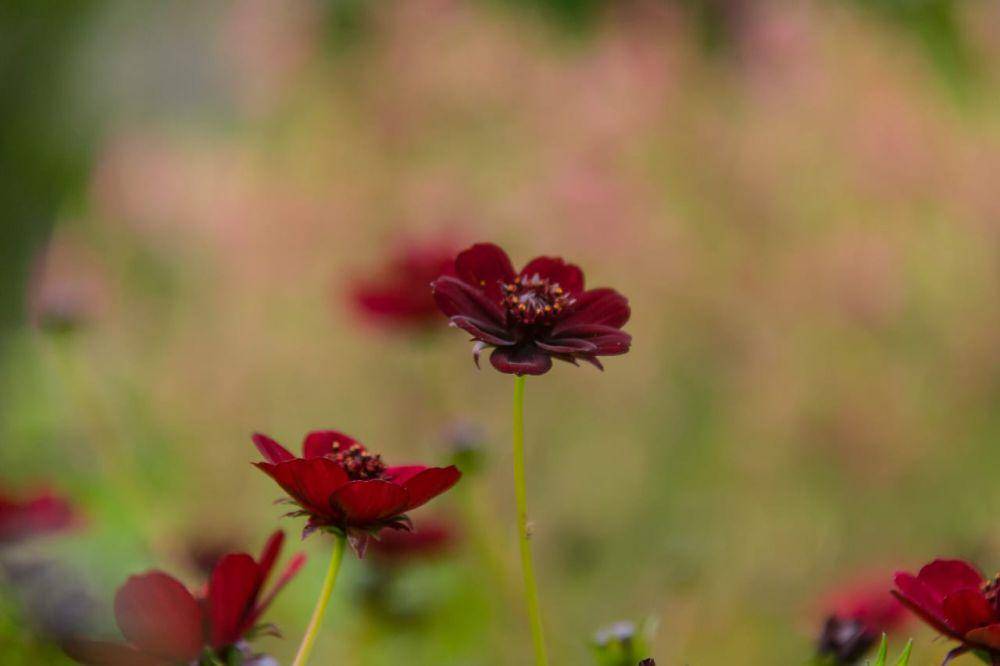 ilustrasi bunga chocolate cosmos (commons.wikimedia/Susanne Nilsson)