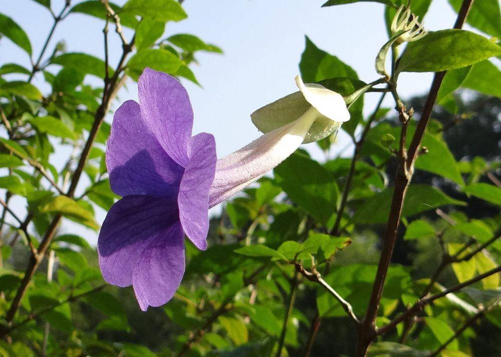 Bunga suessenguthia (pixabay.com/sarangib)
