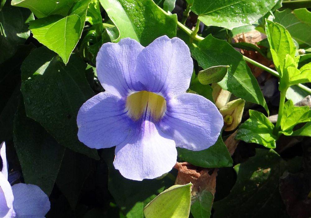 Bunga suessenguthia (pixabay.com/sarangib)
