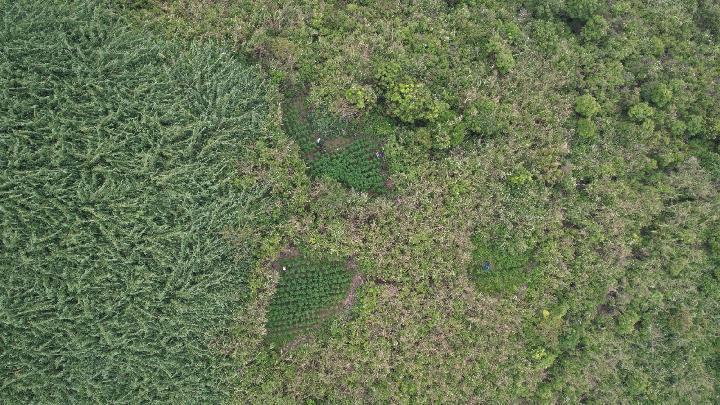 TOP 5: Buntut Temuan Ladang Ganja di Bromo hingga Perampok Berkapak
