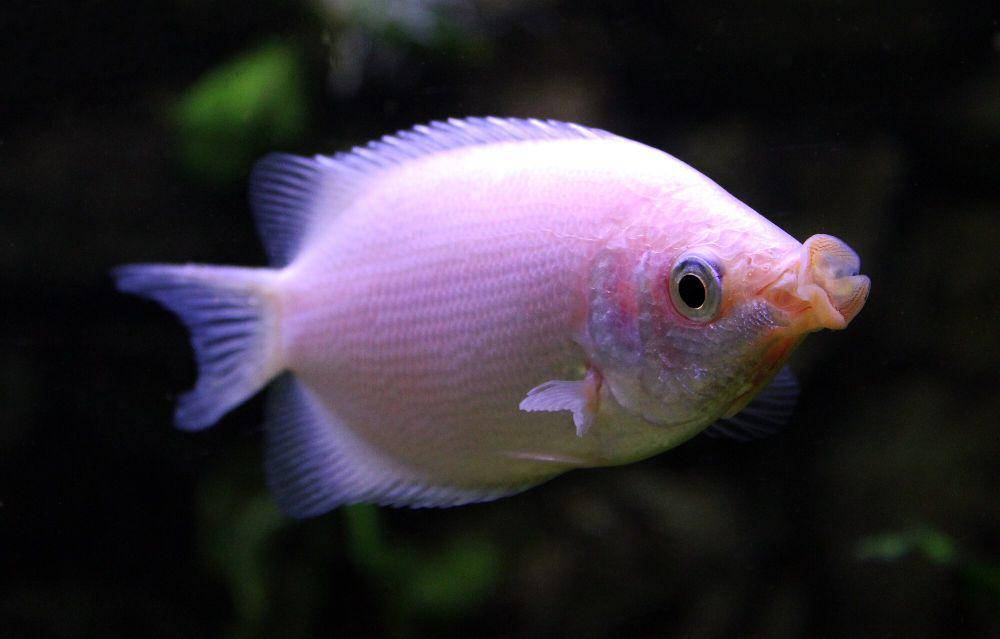 6 Fakta Ikan Tambakan, Ciumannya bukan Bentuk Romantisme, Lalu Apa?