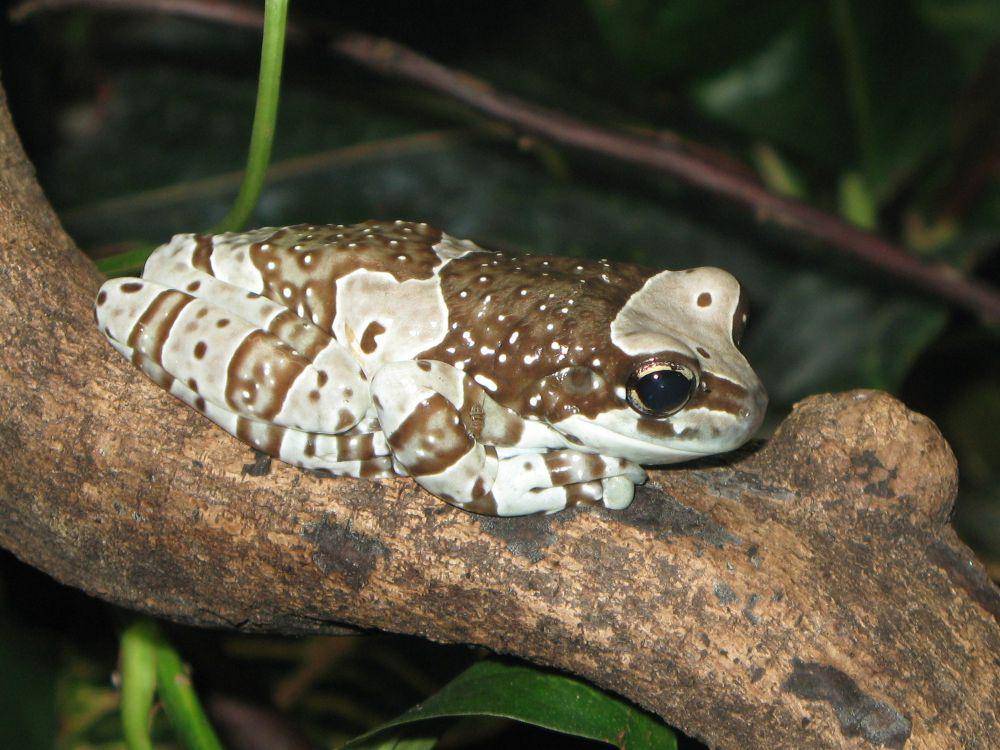 Amazon milk frog (commons.m.wikimedia.org/Crusier)