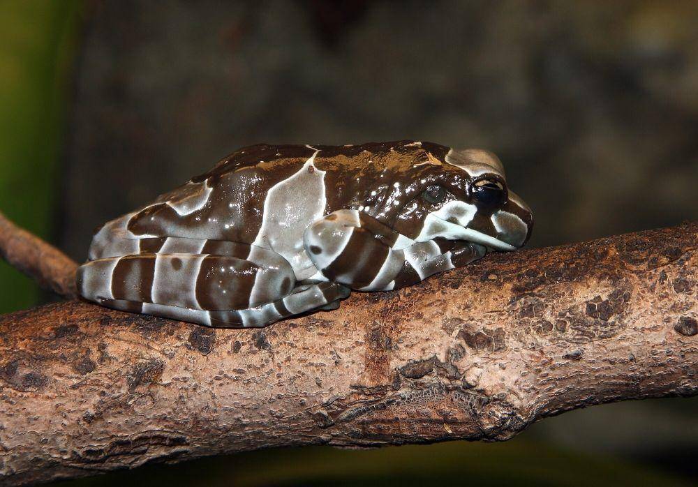 Amazon milk frog (commons.m.wikimedia.org/Ianare Sevi)