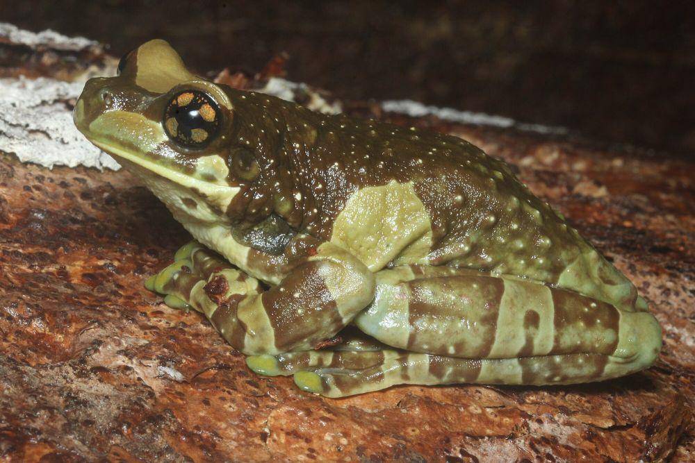 Amazon milk frog (commons.m.wikimedia.org/Arnaud Aury)