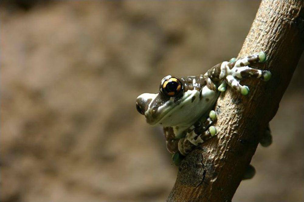 Amazon milk frog (commons.m.wikimedia.org/Wilfried Berns)