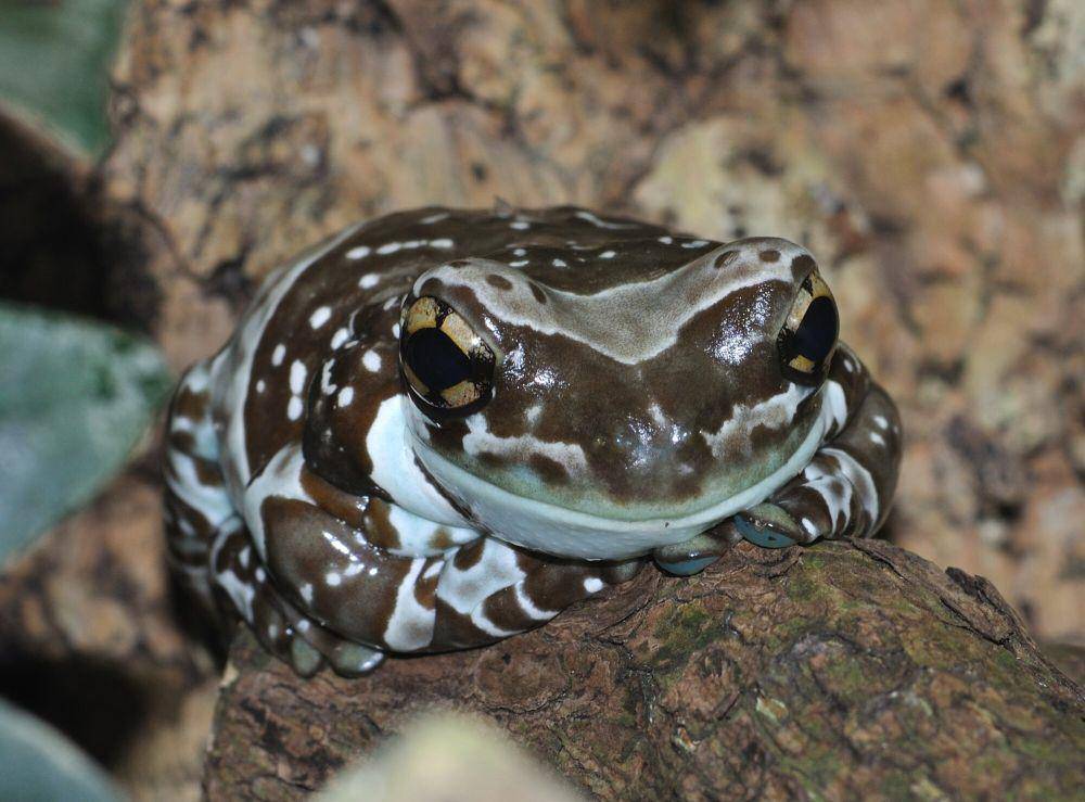 Amazon milk frog (commons.m.wikimedia.org/Quartl)