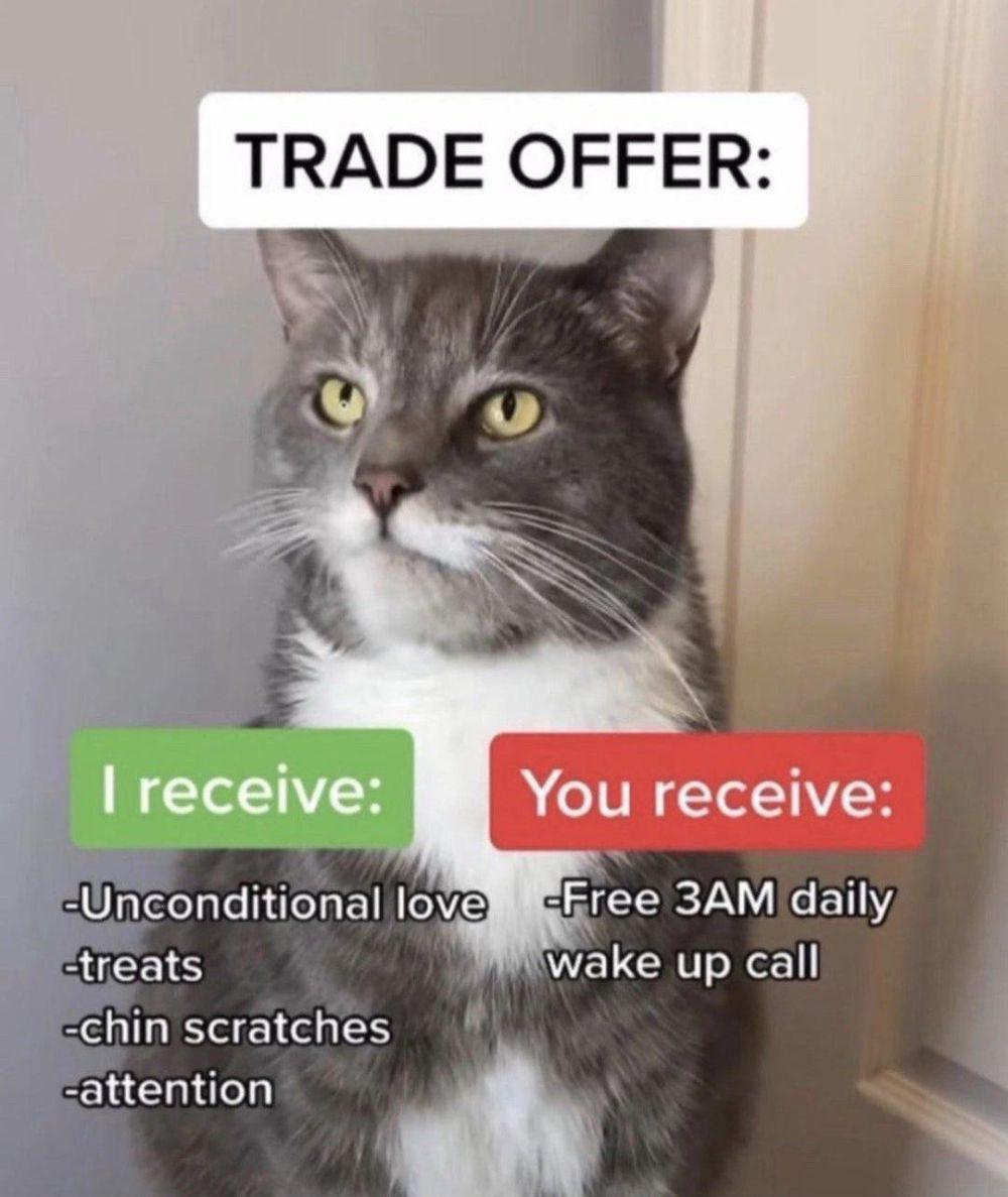 meme kelakuan kucing jam 3 pagi (reddit.com/r/Catmemes)