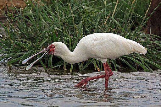 Spoonbill - commons.wikimedia.org/Charles J Sharp