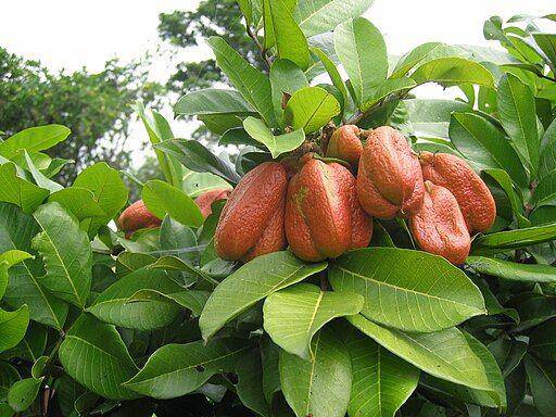 Ackee - commons.wikimedia.org/Michael Hermann