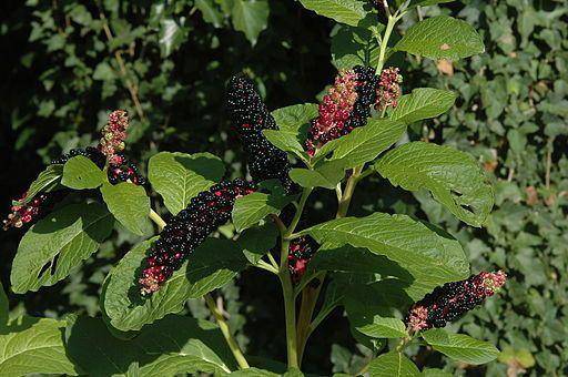 pokeweed - commons.wikimedia.org/gerhard51