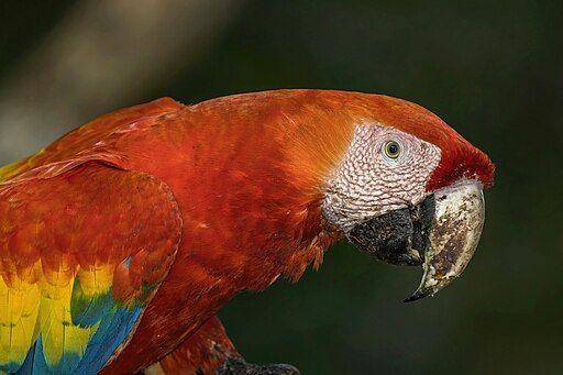 Burung Macaw - commons.wikimedia.org/Charles J Sharp