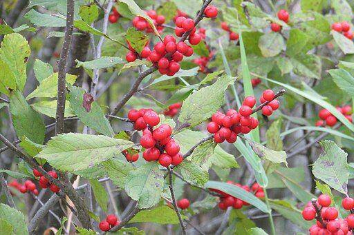 Winterberry - commons.wikimedia.org/Chris Light