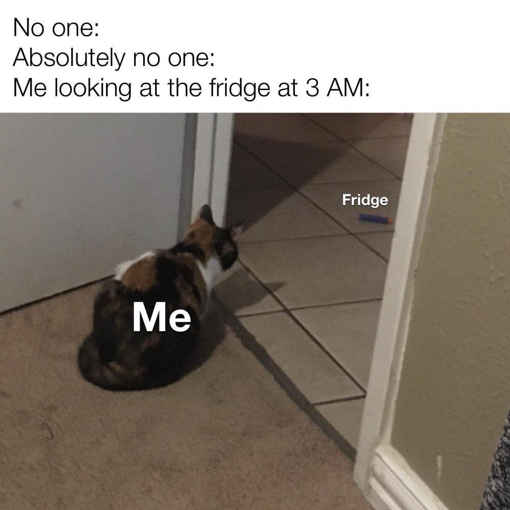 meme kelakuan kucing jam 3 pagi (reddit.com/user/davavi02)
