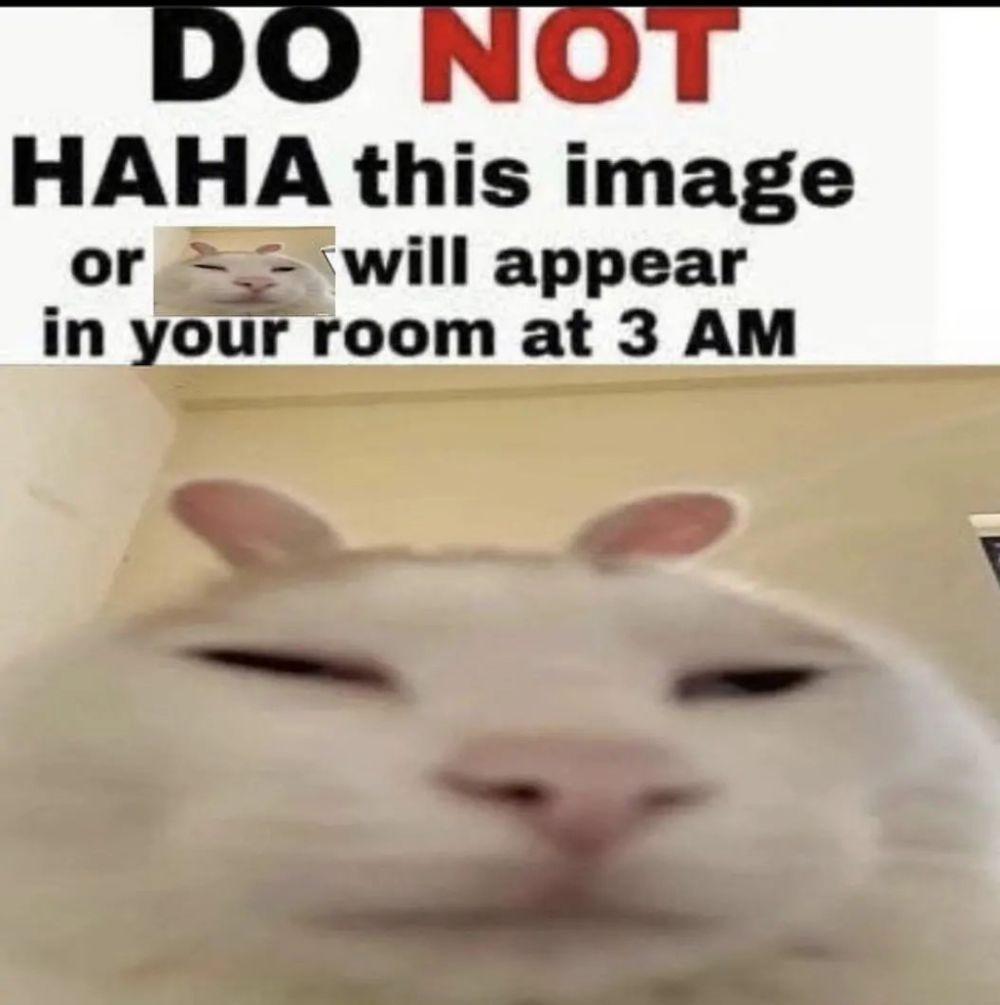 meme kelakuan kucing jam 3 pagi (reddit.com/user/GaryWestSide)