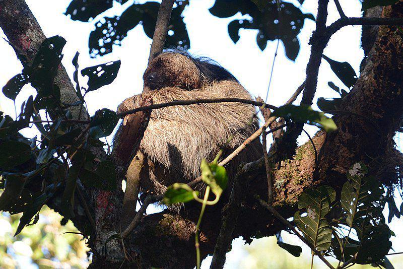 kungkang bersurai yang sedang tertidur pulas (commons.wikimedia.org/deboas)