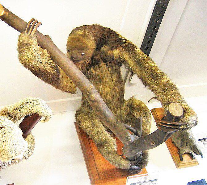 kungkang bersurai yang diawetkan dan dipajang di museum (commons.wikimedia.org/Eduard Solà Vázquez)