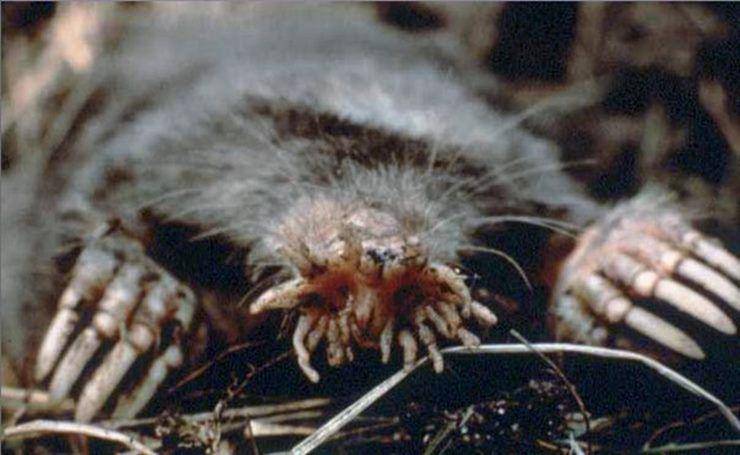 Star nosed moles (commons.wikimedia.org/Medeis)