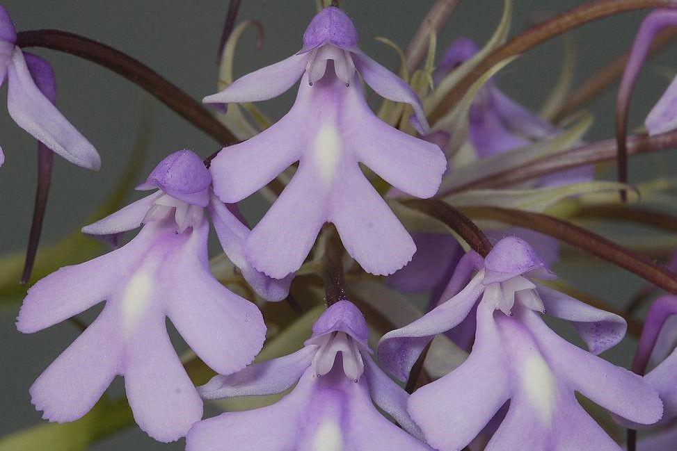 4 Fakta Menarik Cynorkis Calanthoides, Anggrek yang Mirip Kelinci