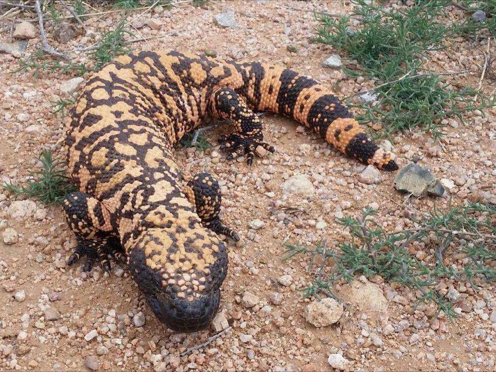 7 Fakta Gila Monster, Kadal Berbisa dengan Pelindung Osteoderm