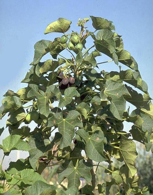 Jatropha - commons.wikimedia.org/ R. K. Henning Permission