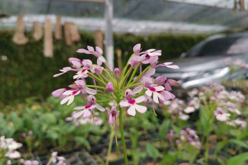 Cynorkis Calanthoides (orchidroots.com)
