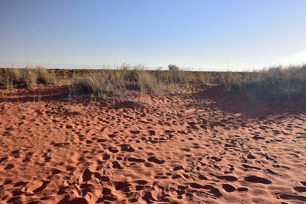 5 Fakta Menarik Gurun Kalahari, Gurun Paling Selatan di Afrika