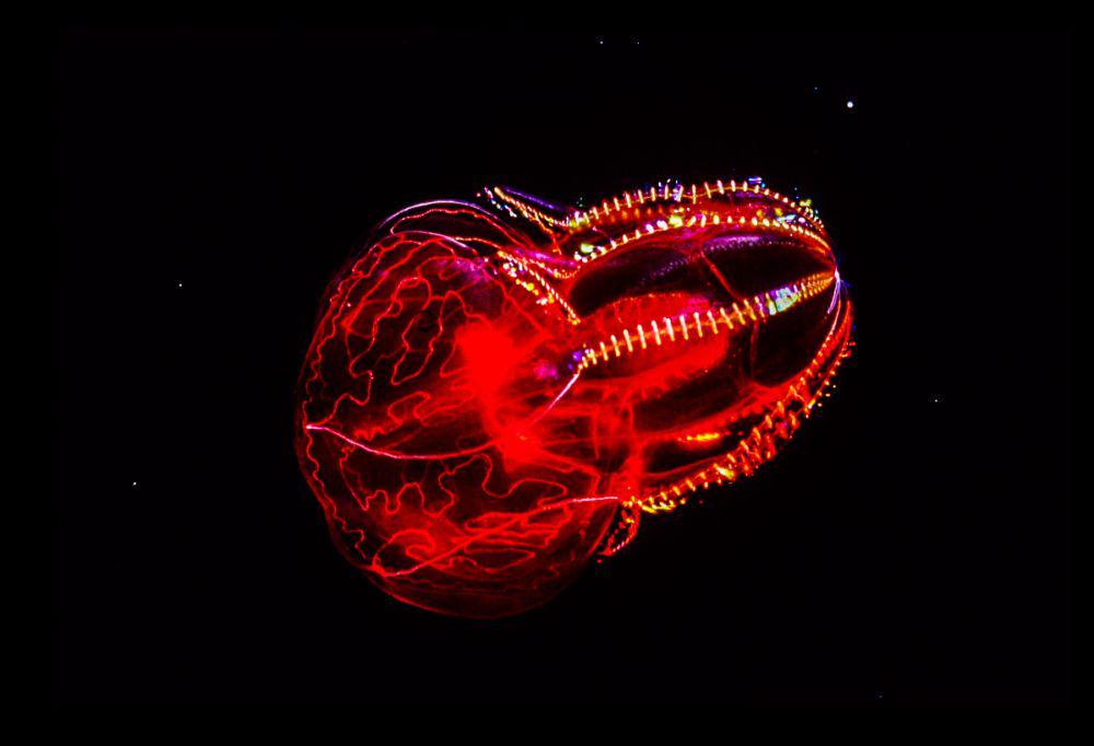 5 Fakta Bloody-Belly Comb Jelly, Predator yang Tubuhnya Bercahaya