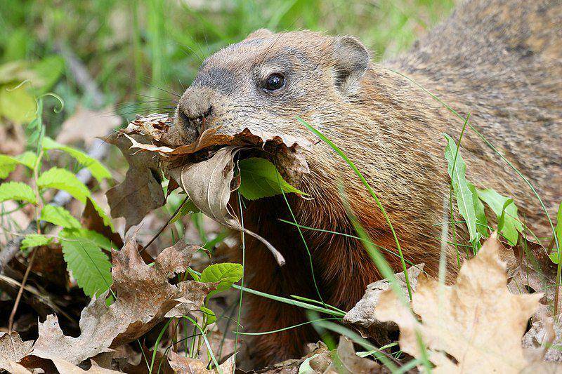 Woodchuck (commons.wikimedia.org/Cephas)