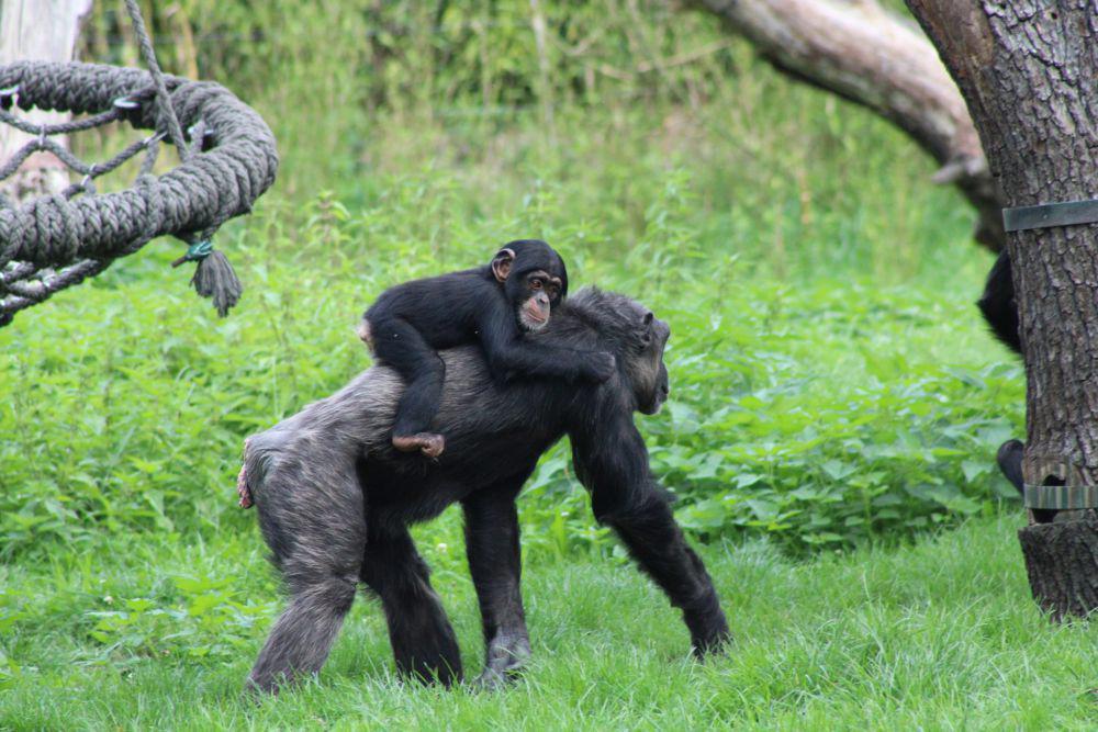 Bonobo (unsplash.com/MediaEcke)