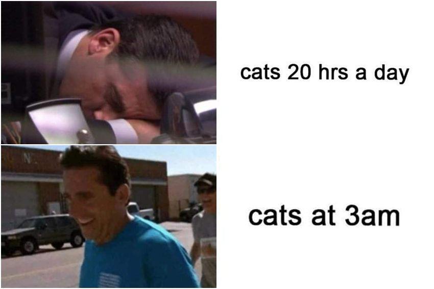 meme kelakuan kucing jam 3 pagi (reddit.com/user/LilNardoDaVinci)